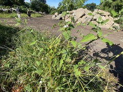 Ipomoea lacunosa