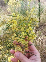 Acacia elongata