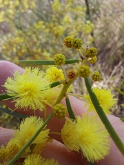 Acacia elongata