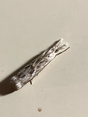 Microcrambus