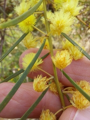 Acacia elongata