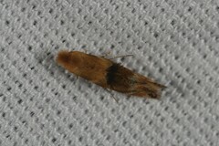 Bucculatrix coronatella