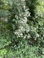 Clematis brevicaudata