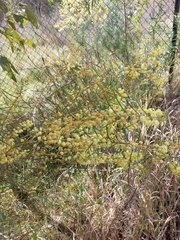 Acacia elongata