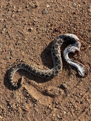 Sistrurus tergeminus