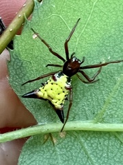 Micrathena sagittata