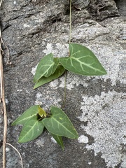 Reynoutria multiflora