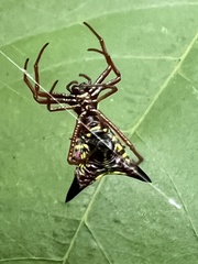 Micrathena sagittata