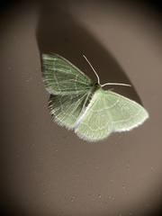 Synchlora