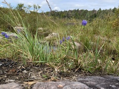 Gentiana linearis