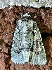 Lacinipolia