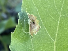 Calycomyza platyptera