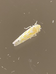 Erythridula
