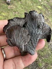 Craterellus