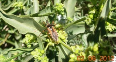Rhynocoris punctiventris