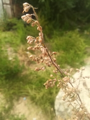 Artemisia vulgaris