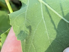 Calycomyza platyptera