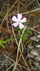 Phlox woodhousei
