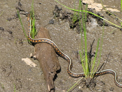 Thamnophis sirtalis concinnus