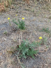 Achillea filipendulina
