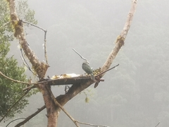 Aulacorhynchus prasinus