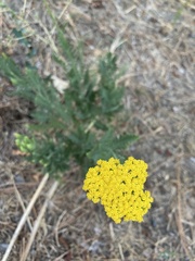 Achillea filipendulina