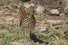 Toxostoma longirostre