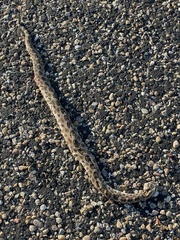 Sistrurus tergeminus