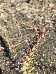 Trichostema lanceolatum
