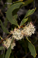 Hakea nitida
