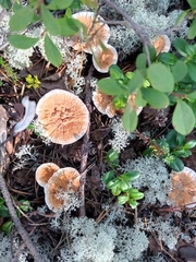 Hydnellum aurantiacum