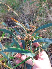 Acacia falcata