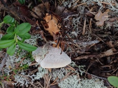 Hydnellum aurantiacum