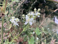 Clematis ligusticifolia