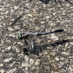 Orthetrum albistylum
