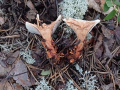 Hydnellum aurantiacum