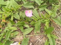 Convolvulus arvensis