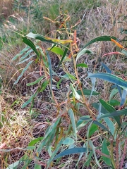 Acacia falcata