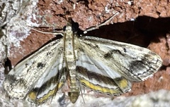 Parapoynx obscuralis