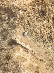 Istiblennius zebra