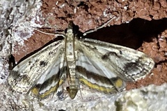 Parapoynx obscuralis