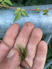 Parthenocissus inserta