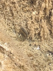 Istiblennius zebra