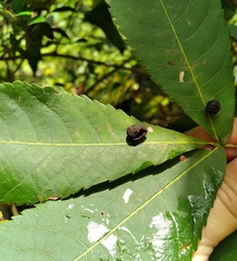 Phylloxera caryaeglobuli