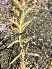 Trichostema lanceolatum