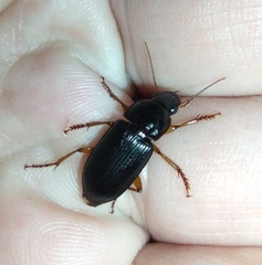 Pseudoophonus