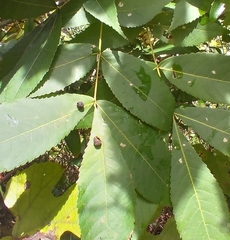 Phylloxera caryaeglobuli