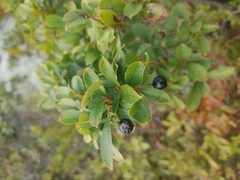 Aronia melanocarpa