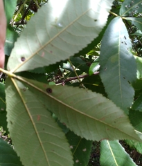 Phylloxera caryaeglobuli