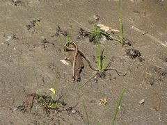 Thamnophis sirtalis concinnus